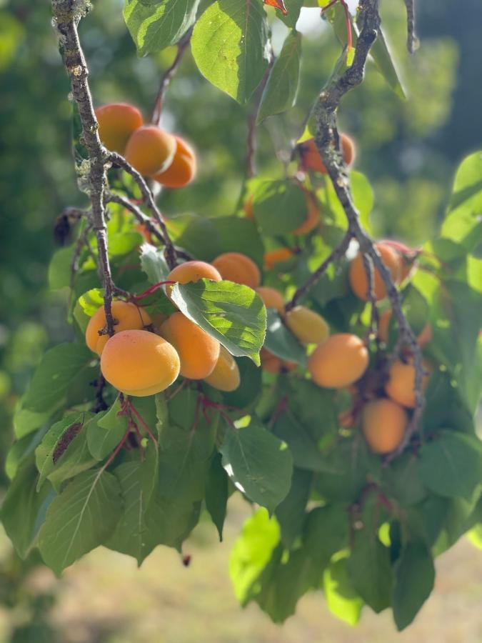 Villa Anna Maria 奥特朗托 外观 照片
